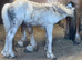 14h palomino cob mare