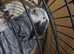African grey