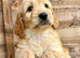 !!!REDUCED!!! STUNNING GOLDENDOODLE PUPPIES