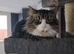 Sweet mixed breed male cat looking for a loving forever home