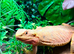 Adult Female Hypo Red Citrus Bearded Dragon at Birmingham Reptiles