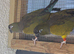 2 Pairs of Patagonian Conures