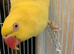 Lutino Ringneck