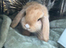 5 month old mini lop female
