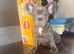 2 male French bulldog puppies