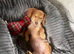 Dachshund boys