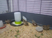 Stunning 7wk old Chinese Painted (Botton Quail)