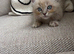 1 beautiful male ragdoll left*reduced price*