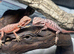 Red Monster Bearded Dragons at Birmingham Reptiles