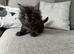 2 Maine Coon Fluff balls available!