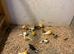 Mixed Canaries