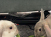 2 rabbits for sale