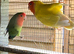 Two lovebirds peach face