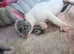 Beautiful French bulldog