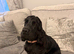 Show Type Cocker Spaniel