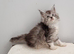 GCCF Pedigree Maine Coon Kittens for sale