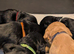 Working Cocker Spaniel Puppies