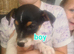 Jack Russell puppies