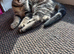 Kitten