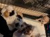 Cockapoo puppies