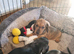 Miniature smooth dachshund puppies pra clear parents