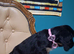 3 stunning kc registered Cocker spaniel puppies left