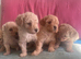 Beautiful maltipoo Puppies For Sale