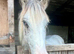 Yearling spotty cob to make 15hh