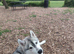 Siberian Husky