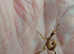 Macleays spectre stick insect Nymph