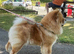 Female chow chow