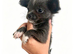 XXS Chihuahua Puppys (ReadyToLeave)