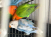 Mutations lovebirds