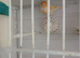Dimorphic canaries for sale