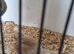 For sale double pastel Serbian bull finches hen.