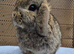 Mini lop doe