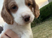 3/4 cocker 1/4 springer pups