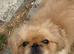 Stunning rare pekingnese apricot & white 13 months old