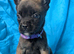 Belgian shepherd mix