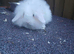 Double mane lop lion head
