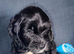4 cockapoo puppies for rehoming