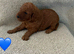 Deep red toy poodles only a boy available (Reduced)