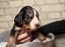 X7 cockapoo F1B puppies