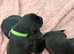 Beautiful working cocker spaniel puppies