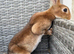 Muffin needs a home