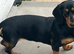 dachshunds