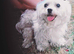Maltese Boy for Stud
