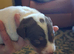 Jack Russell Pups Hastings
