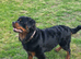 Absolutely stunning long haired Rottweiler