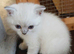 Mixed breed kittens .Ready to go on 8. July.